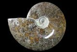 Bargain, Polished Ammonite (Cleoniceras) Fossil - Madagascar #166384-1